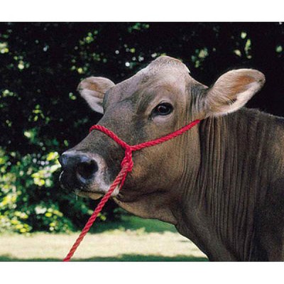奶牛笼头—红色聚丙烯