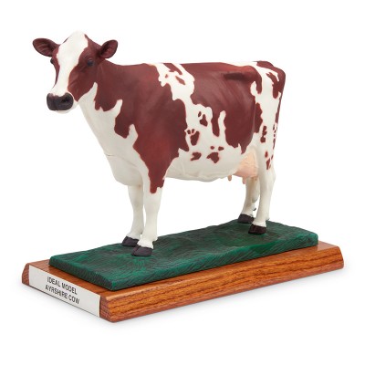 爱尔夏（Ayrshire）奶牛模型